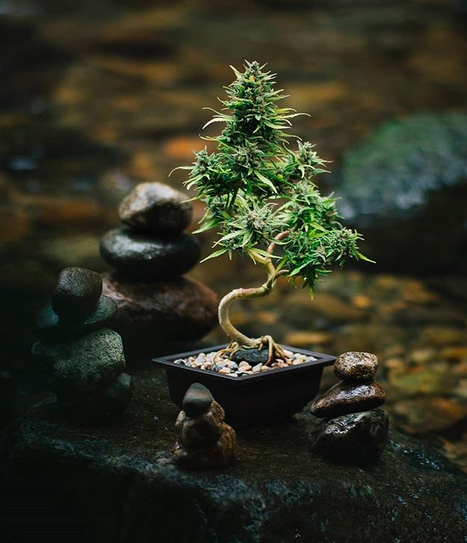 Cannabis Bonsai North Vancouver British Columbia Canada