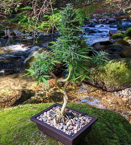 Cannabis Bonsai North Vancouver British Columbia Canada 2