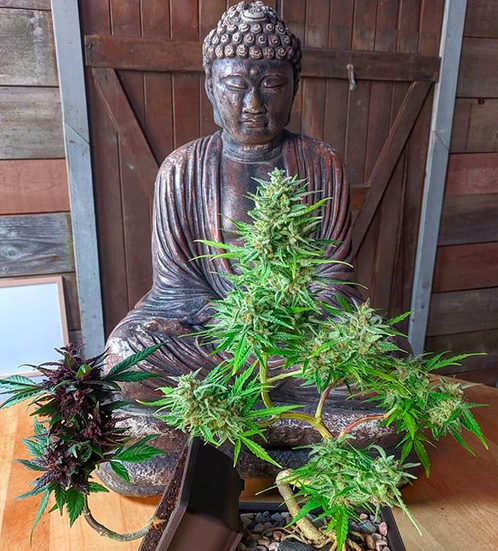 Cannabis Bonsai North Vancouver British Columbia Canada 3