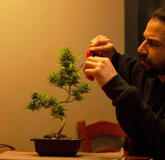 Marijuana Bonsai: What You Need To Know