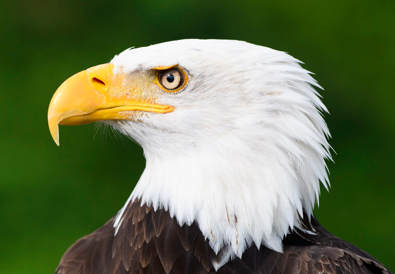 Cecile Gambin Photography Bald Headed Eagle