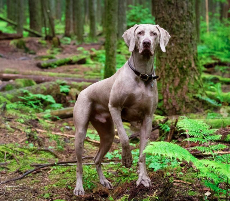 Cecile Gambin Photography Happy Dog