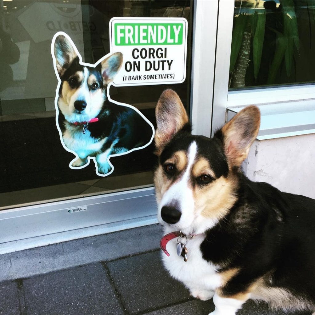 GetBold North Vancouver Corgi Dog