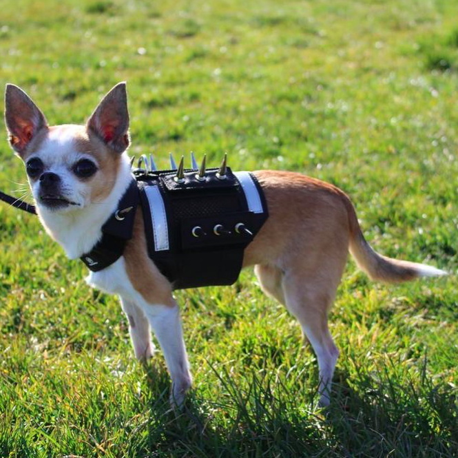 Spiky armour sales for small dogs spike following Metro Vancouver wildlife  encounters - North Shore News