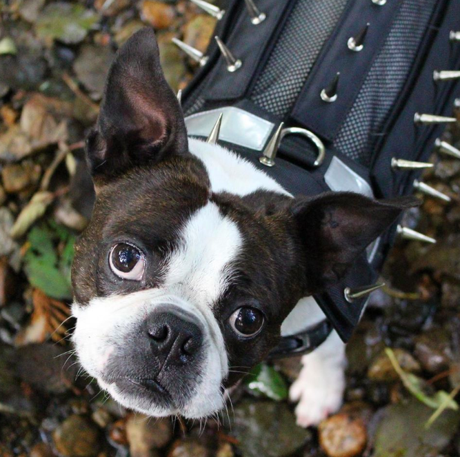 Spiky armour sales for small dogs spike following Metro Vancouver wildlife  encounters - North Shore News