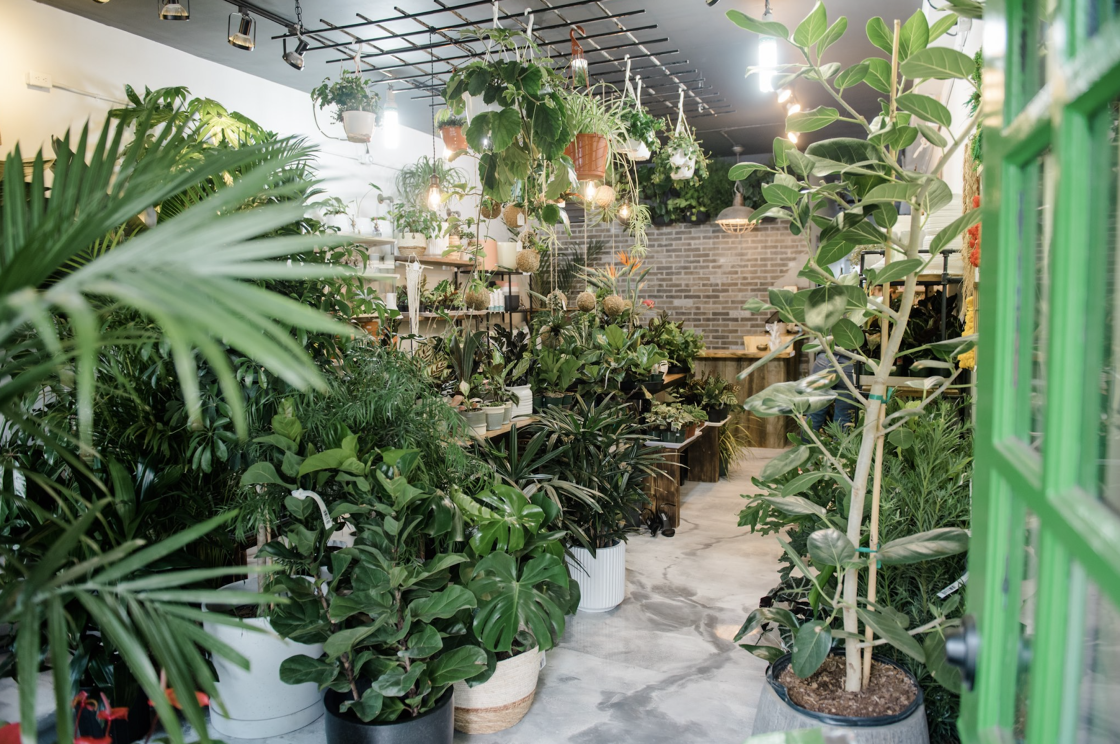 just plants interior plantscaping consulting and plant store in north vancouver british columbia canada